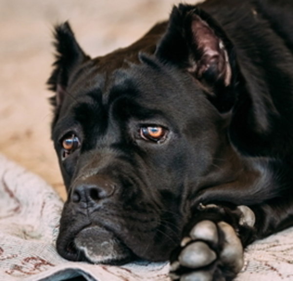 犬がかかる目の病気について 日本ペットシッターサービス