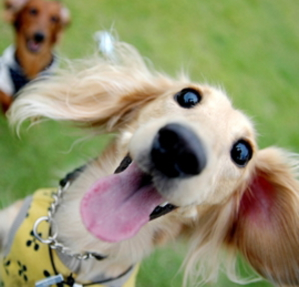 犬との遊び方について 日本ペットシッターサービス