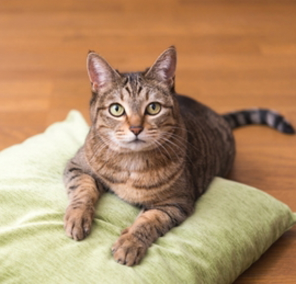 猫の病気 日本ペットシッターサービス