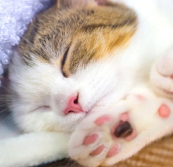 猫のプニプニ肉球の驚くべき役割 日本ペットシッターサービス