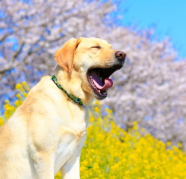 犬のあくびは退屈だから 眠いから あくびは犬からのメッセージ 日本ペットシッターサービス