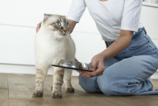 猫のこと 日本ペットシッターサービス