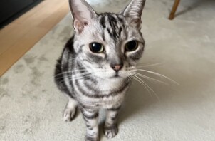 平野区のペットシッター猫ちゃんのお世話🐱