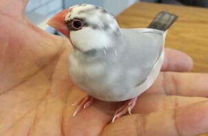 初めての文鳥と最長記録更新！