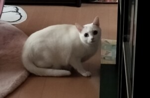 猫ちゃんのうさぎちゃん