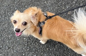 東大阪市のペットシッターわんちゃんのお世話🐶