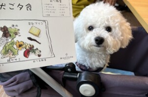 ペットシッター阿部、愛犬とホテルに泊まる