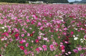 秋のおでかけシーズン到来🍂【福山店】