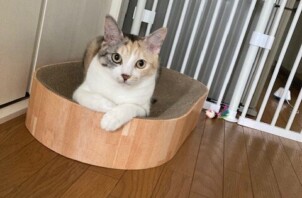 猫のお世話　みぞれちゃん・ぽんずくん